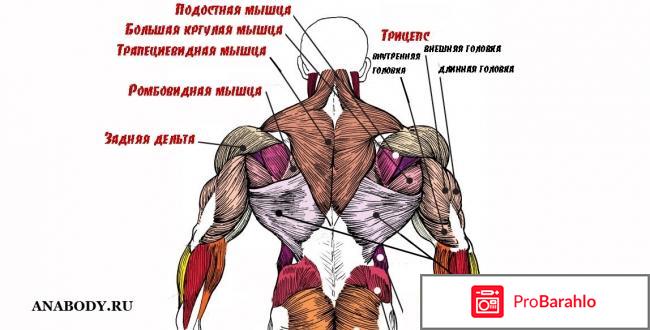 Мышцы плеча: анатомия обман