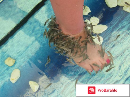 Пилинг рыбками отрицательные отзывы