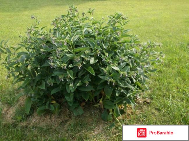 Мазь Живокост (Окопник) для суставов. Отзывы и цена 