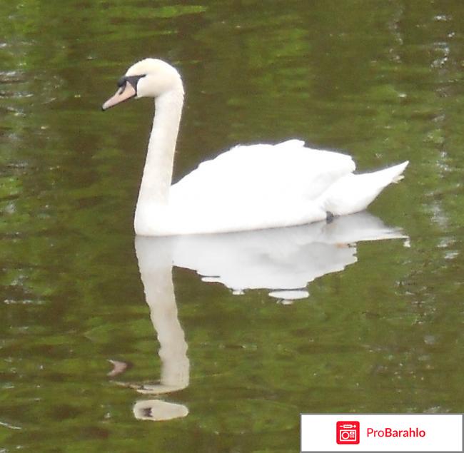 Билеты в зоопарк отрицательные отзывы