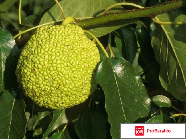 Адамово яблоко настойка 