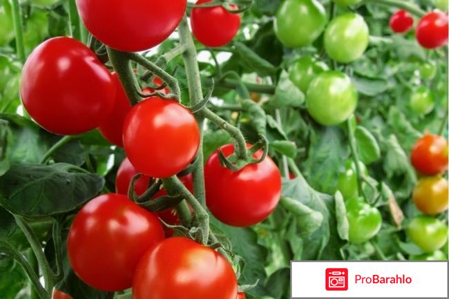 Диета на томатном соке отзывы и результаты реальные отзывы