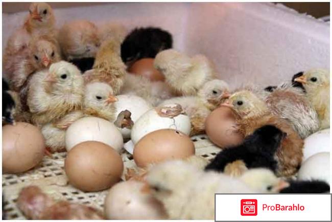 Какой купить инкубатор для дома отзывы 