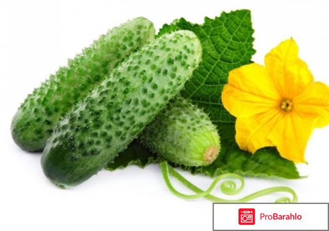 Как избежать пустоцвета на огурцах. 