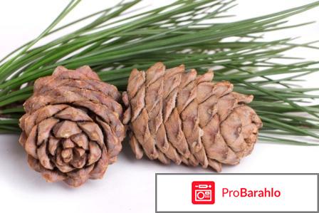 Масло кедровый эффект отрицательные отзывы