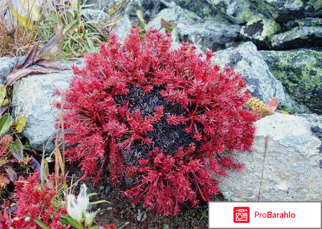 Боровая матка и красная щетка отзывы врачей обман