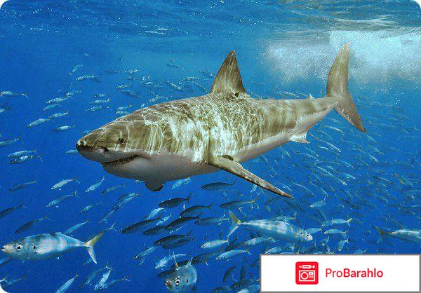 Акулий жир хайнань отрицательные отзывы