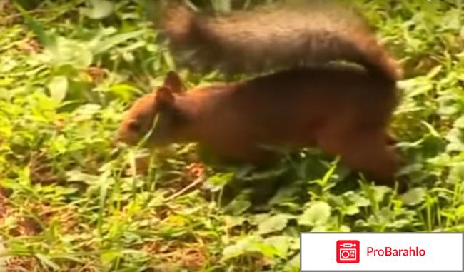 Отзывы 2017 южное взморье обман