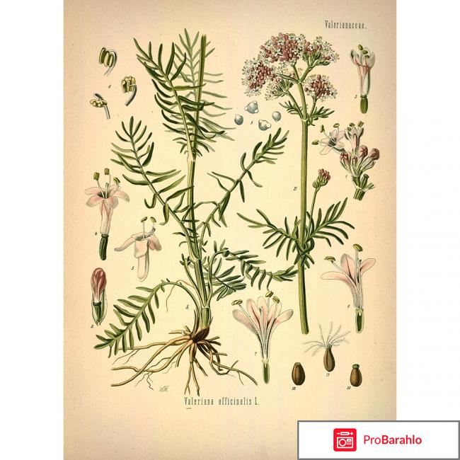 Описание, применение и свойства валерианы 