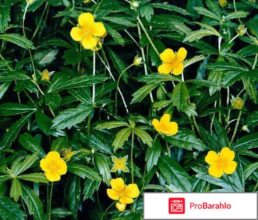 Лапчатка прямостоячая обман