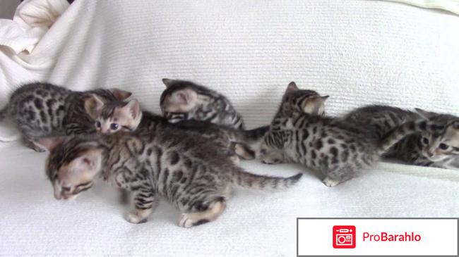 Бенгальские котята отрицательные отзывы