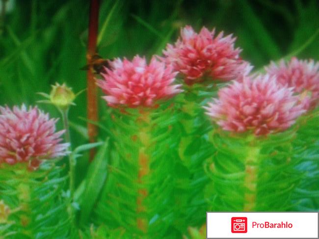 Красная щётка применение при женских болезнях 