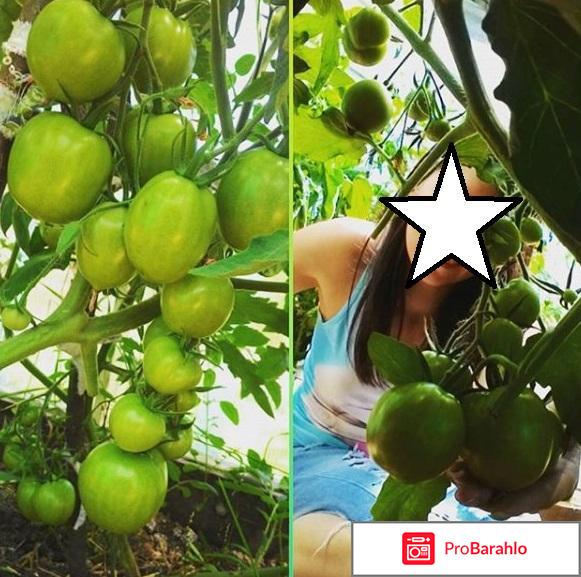 Томаты верлиока отзывы фото