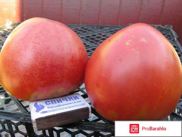 Томат абаканский розовый отзывы фото реальные отзывы