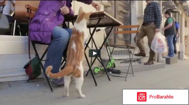 Город кошек отрицательные отзывы