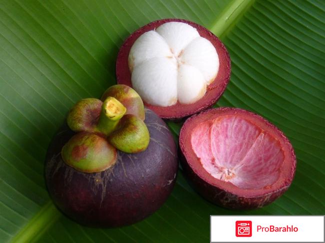 Мангустин отзывы 