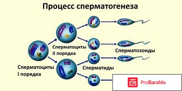 Тесталамин обман