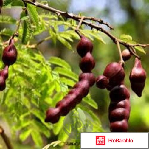 Шикакай для волос отзывы обман