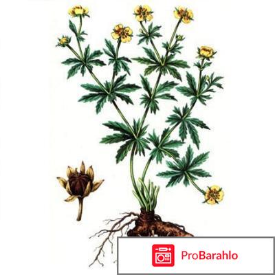 Лапчатка прямостоячая отрицательные отзывы