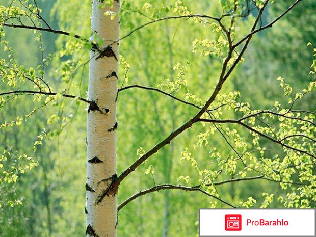 Сустафаст гель развод или нет фото