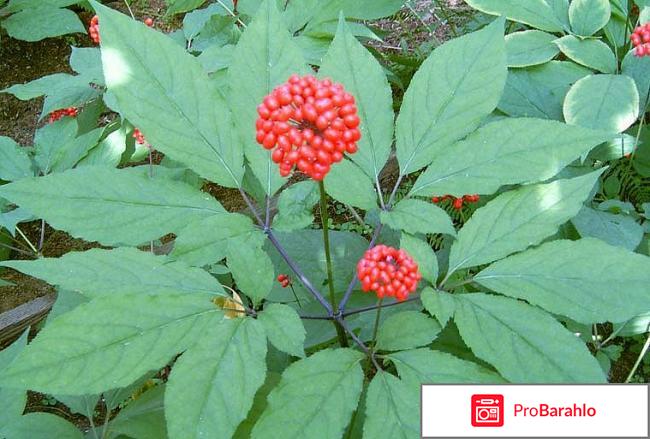 Настойка женьшеня инструкция по применению 