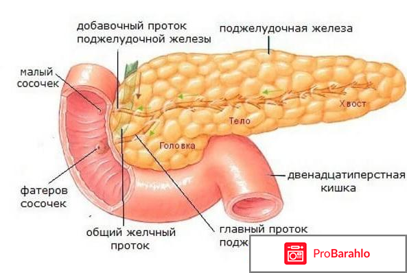 Мезим инструкция по применению цена отзывы 