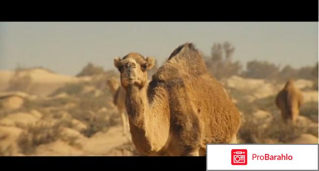 Голограмма для короля обман