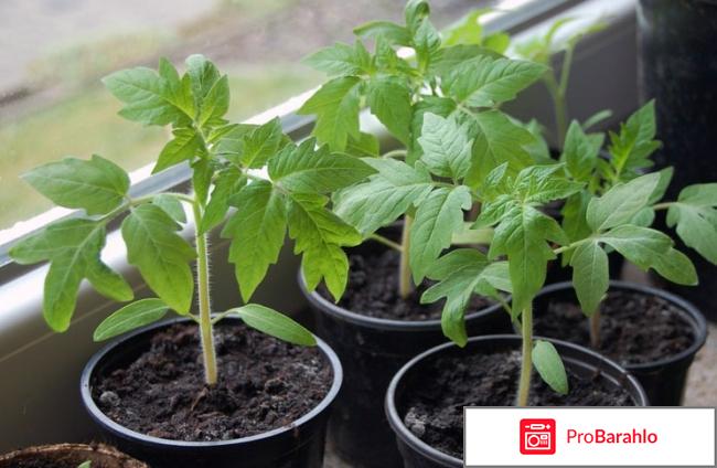 Удобрение биомастер активное органическое удобрение отзывы обман