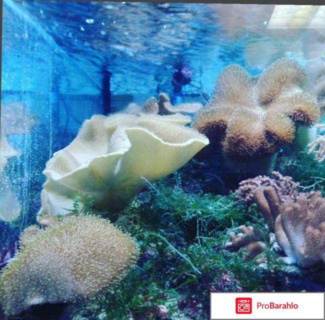 Морской аквариум на Чистых прудах (Россия, Москва) отрицательные отзывы
