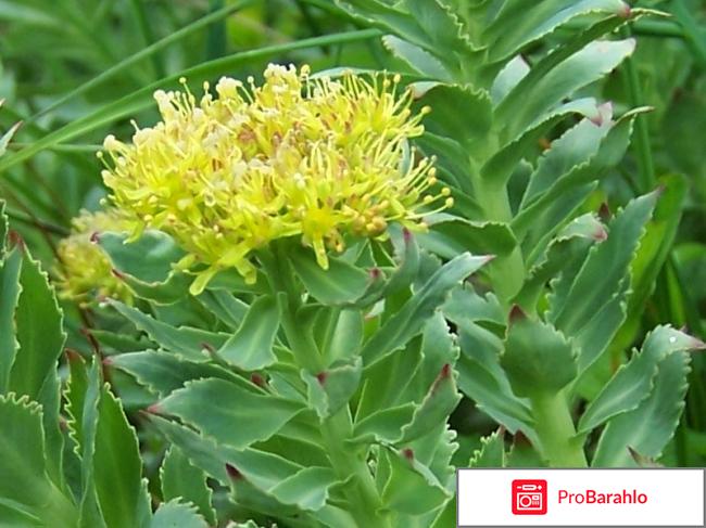 Золотой корень лечебные свойства и противопоказания отрицательные отзывы