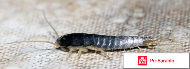 Мокрица в квартире 