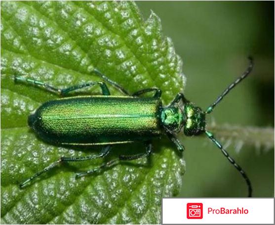 Шпанская мушка женщин 