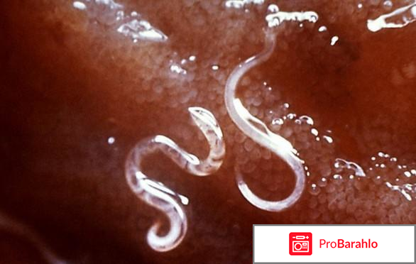 Противопаразитарное средство 