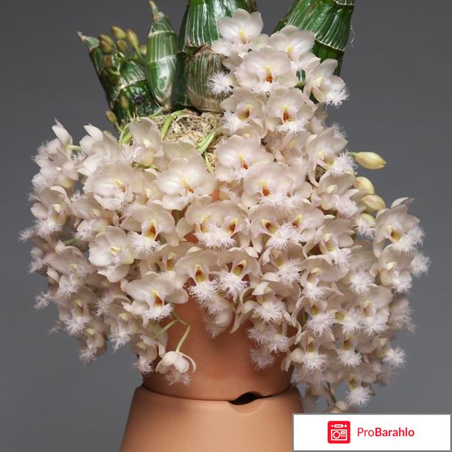 Завораживающая мини орхидея Сlowesia Grace Dunn отрицательные отзывы