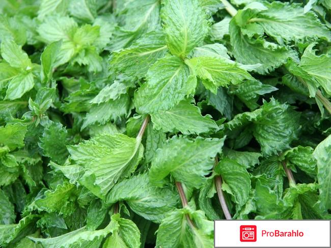 Tinedol (Тинедол) фото