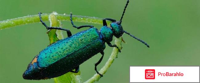 Купить шпанскую мушку для женщин обман