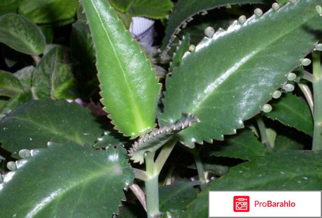 Каланхоэ от насморка 