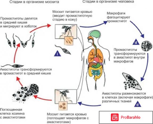 Трипаносома вызывает заболевание обман