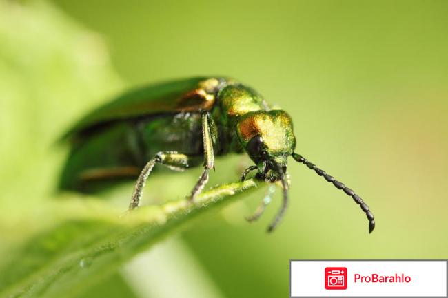 Шпанская мушка противопоказания 