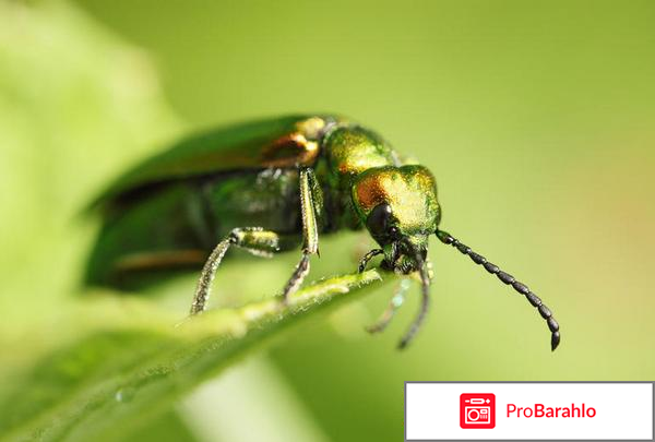 Купить шпанскую мушку 