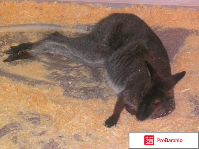 Контактный Зоопарк 