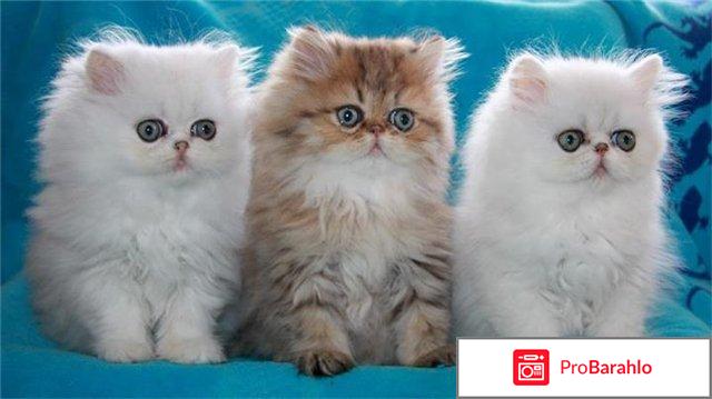 Содержание персидской кошки и уход за ней отрицательные отзывы