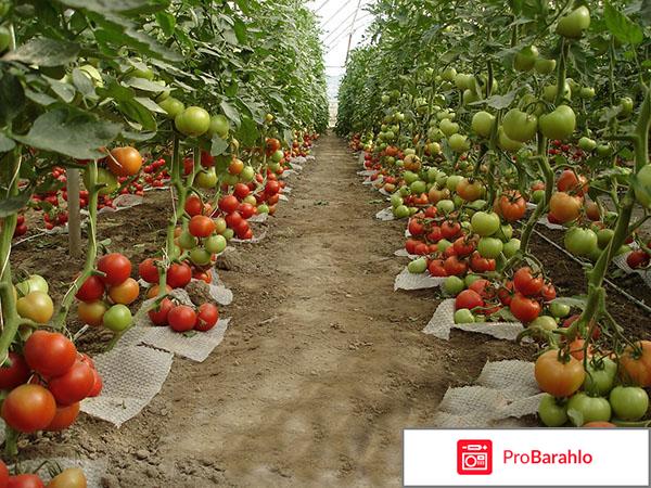 Как полить помидоры био мастер отрицательные отзывы