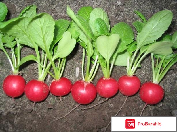 Лучшие семена редиса реальные отзывы