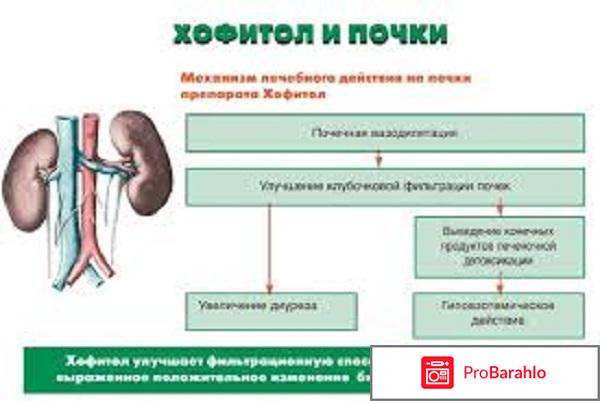 Хофитол инструкция по применению цена отрицательные отзывы