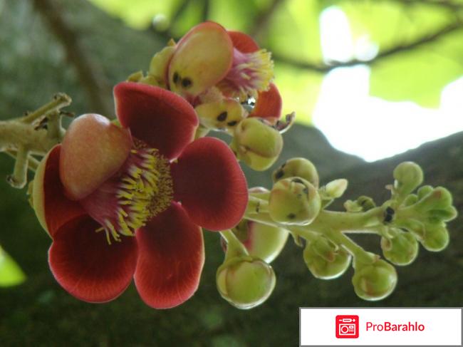 Мангустин что это такое отрицательные отзывы