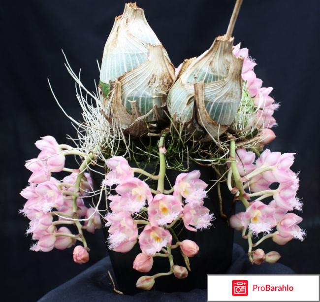 Завораживающая мини орхидея Сlowesia Grace Dunn 
