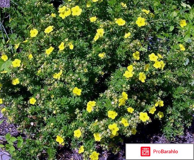 Бальзам для волос Укрепляющий Baikal Herbals отрицательные отзывы