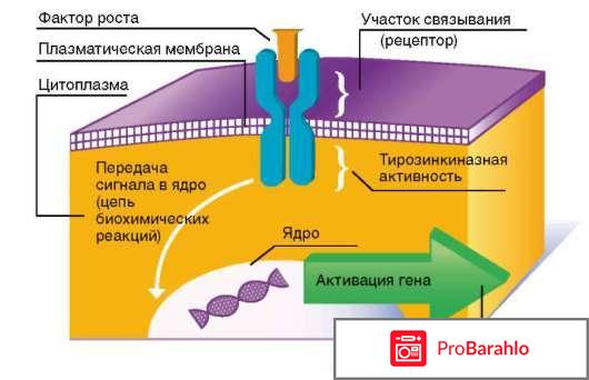 Вектибикс (Panitumumab) реальные отзывы