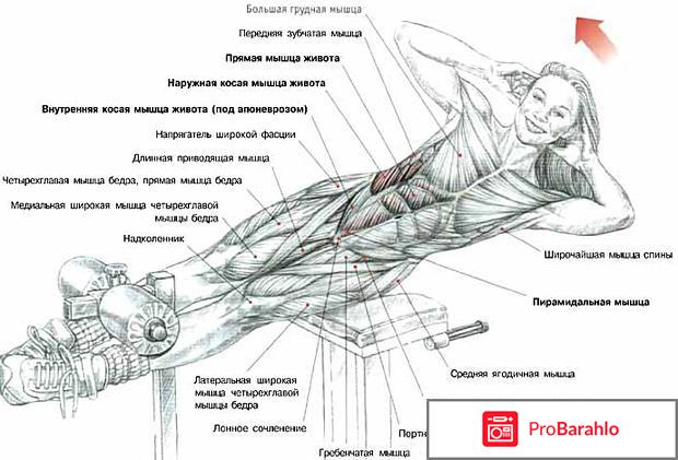 Анатомия пресса и лучшие упражнения реальные отзывы